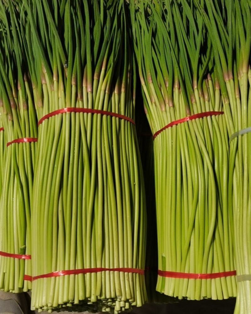 中牟精品红帽蒜苔上市
