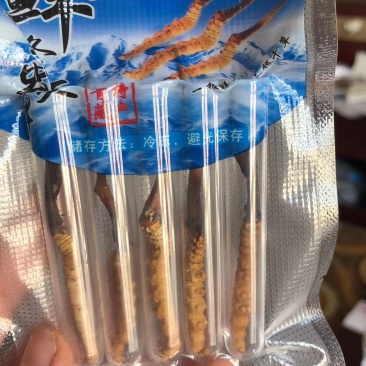 青海西宁虫草交易市场17号