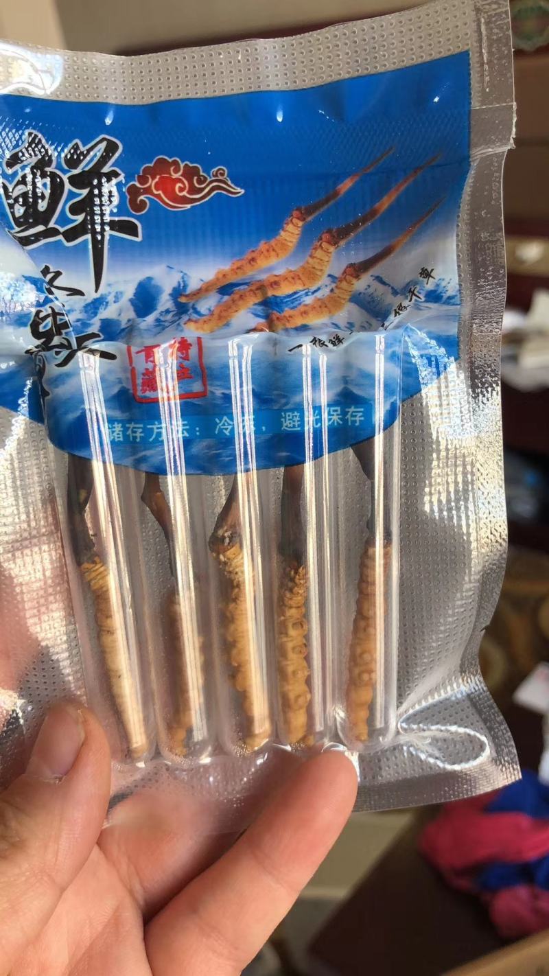 青海西宁虫草交易市场17号