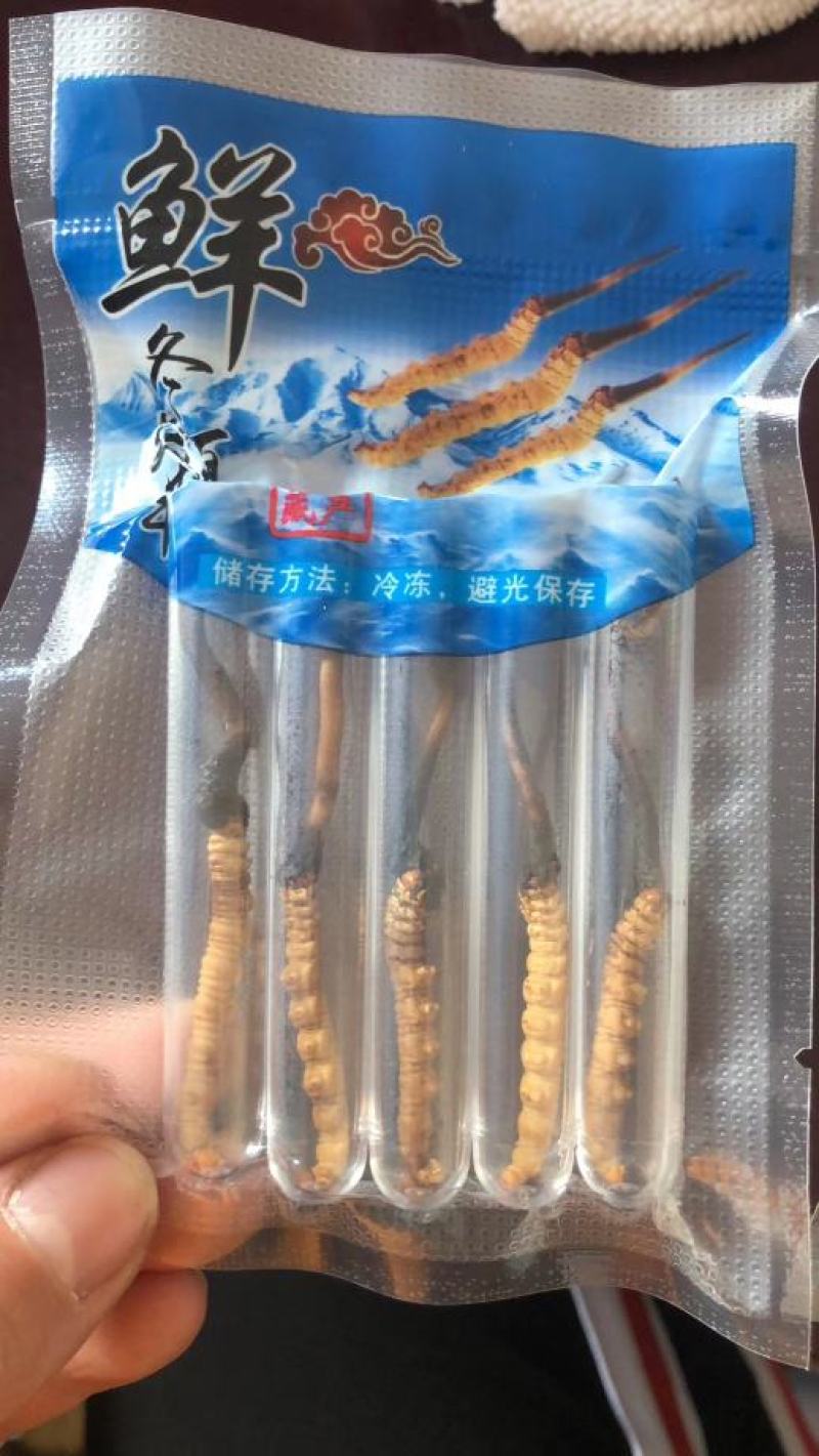 青海西宁虫草交易市场17号