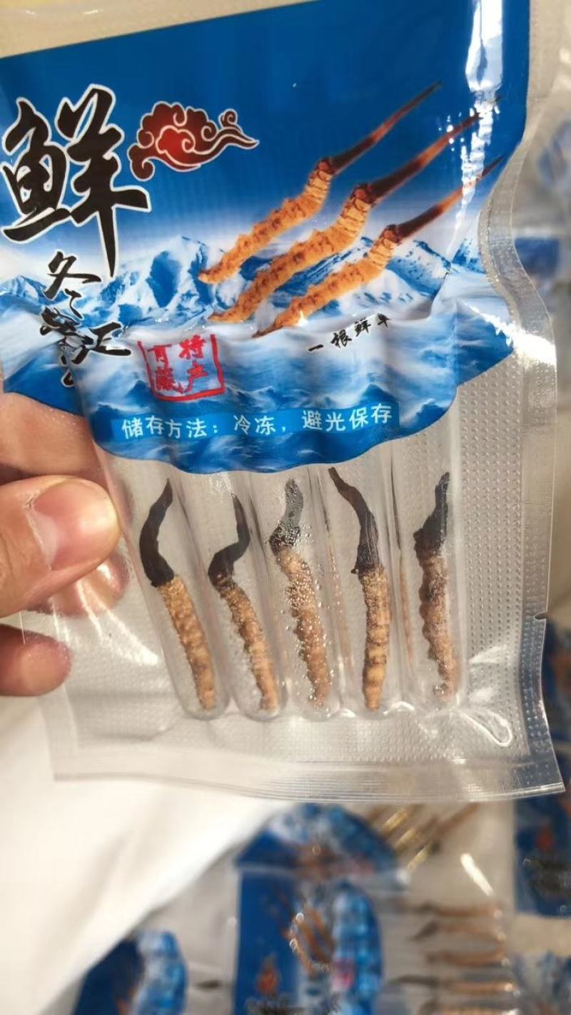 青海西宁虫草交易市场17号