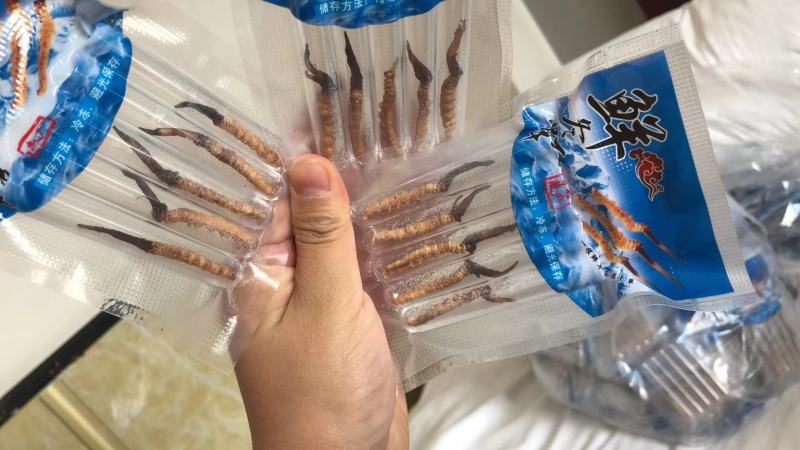青海西宁虫草交易市场17号