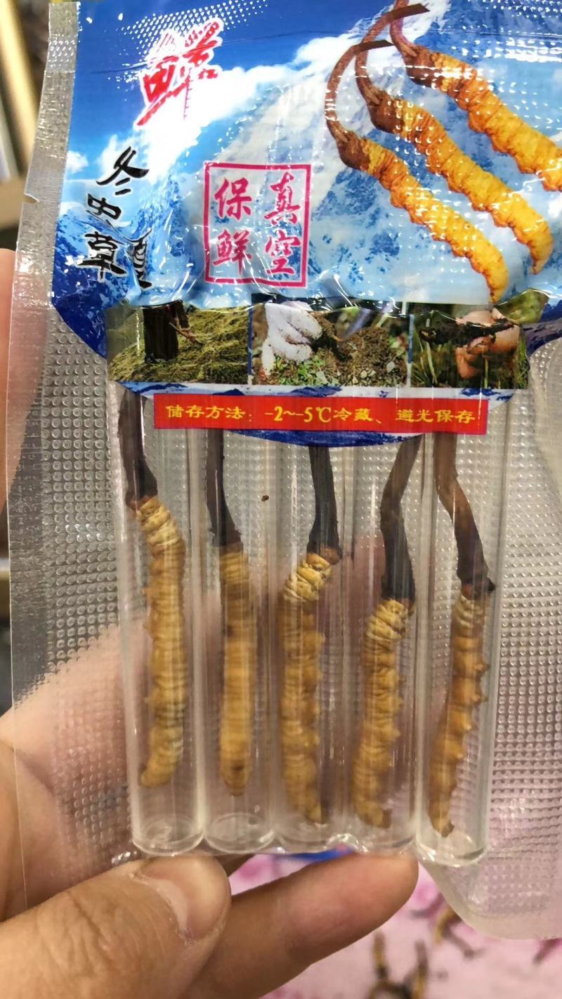 青海西宁虫草交易市场17号