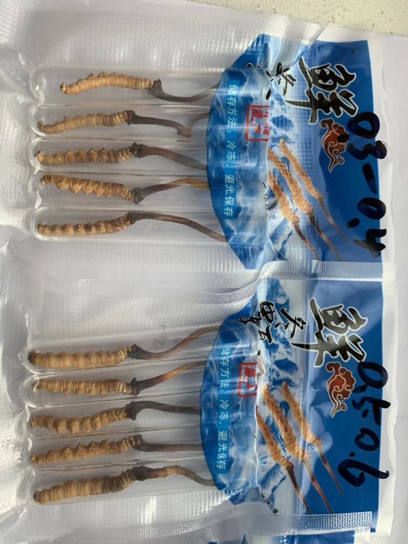 青海西宁虫草交易市场17号