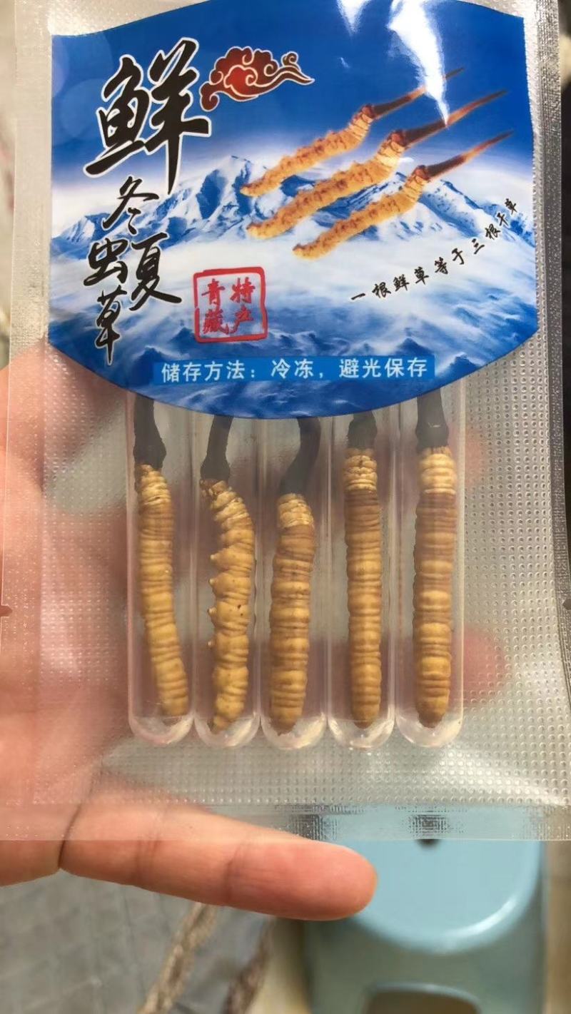 青海西宁虫草交易市场17号