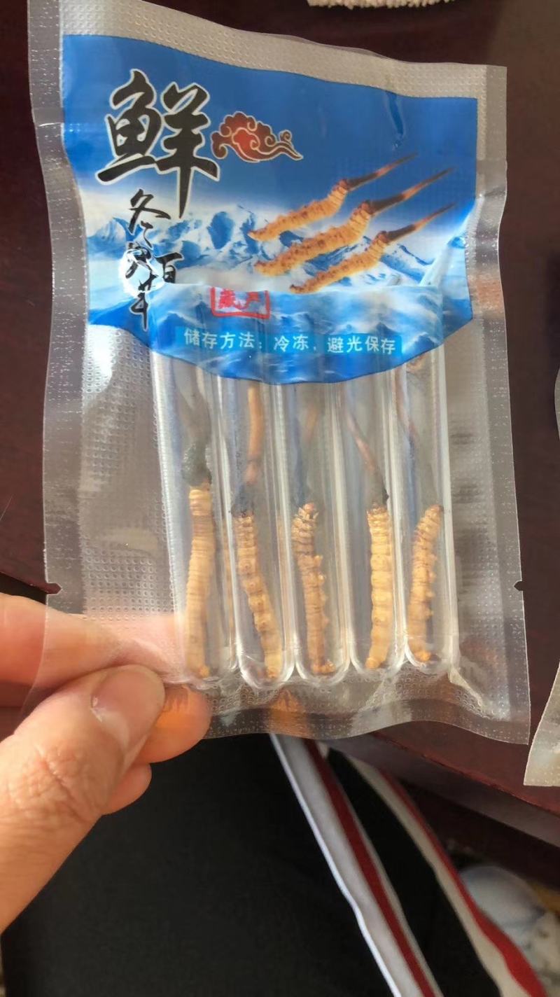 青海西宁虫草交易市场17号