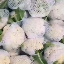 有机花菜大量上市，质量非常好有需要的联系我