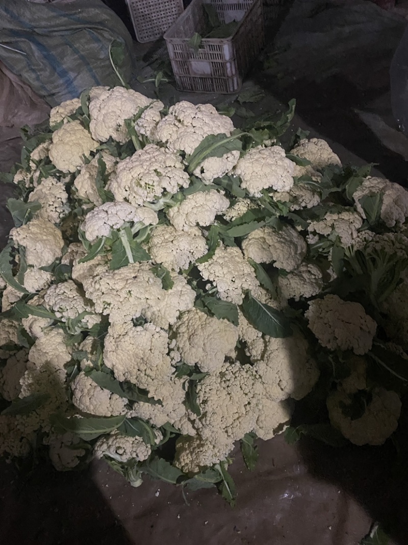 山东省聊城产地大棚有机菜花松花菜上市中，质量好