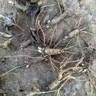 赤芍苗，一年生赤芍苗