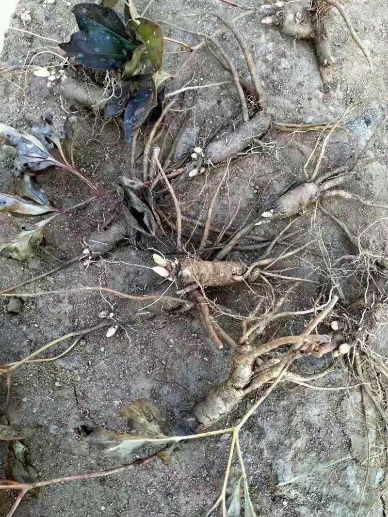 赤芍苗，一年生赤芍苗