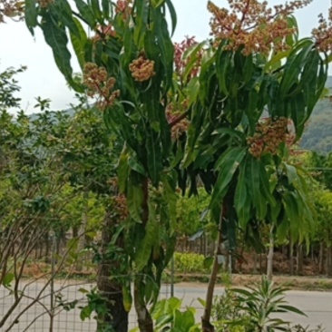 金煌芒果苗，可绿化，可收果的