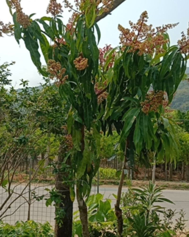 金煌芒果苗，可绿化，可收果的