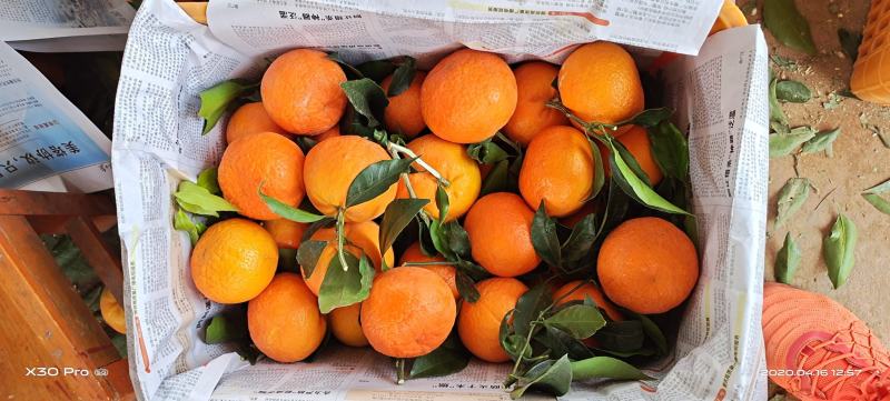 沃柑：云南精品带叶沃柑大量上市口感甜需要联系