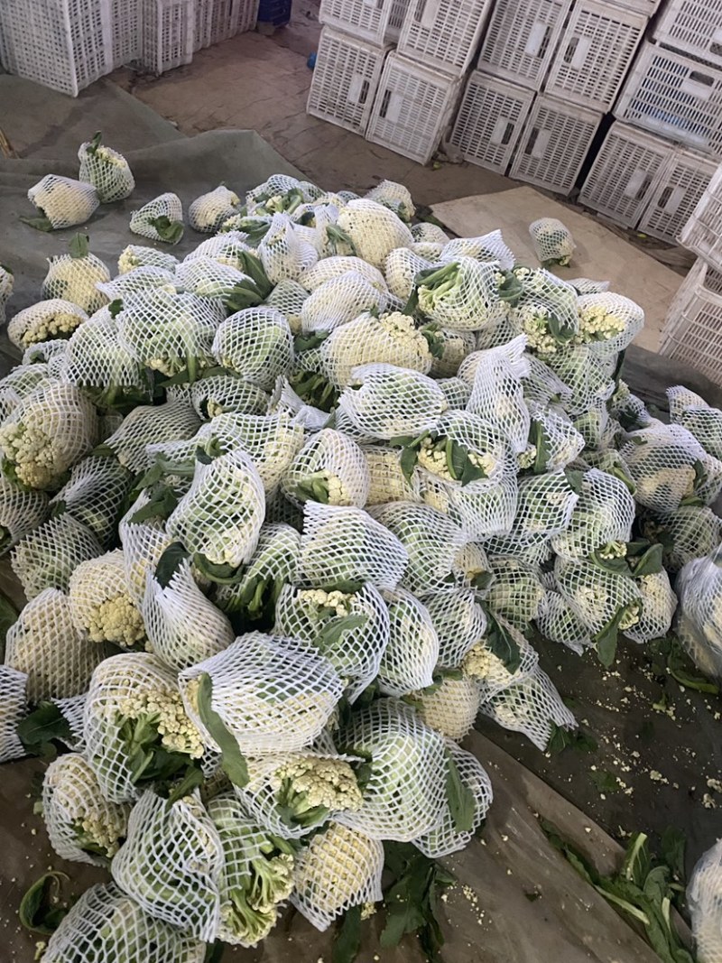 山东省聊城产地大棚有机菜花松花菜上市中，质量好