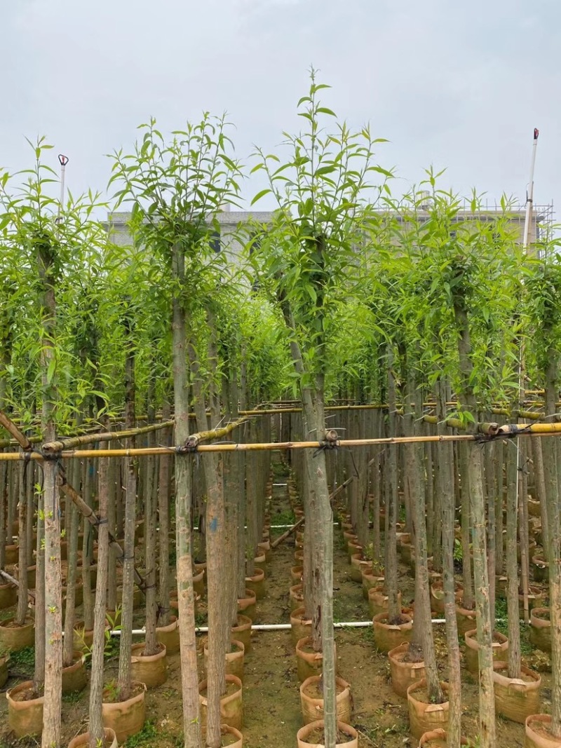 垂柳。珍贵苗木种植精品垂柳5-10分量大可开发票