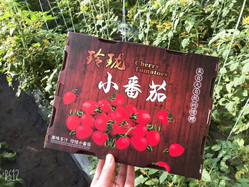 批发商超平度釜山88圣女果电商一件代发，玲珑小番茄