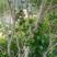 沙巴树葡萄苗，也称嘉宝果苗.美植袋的