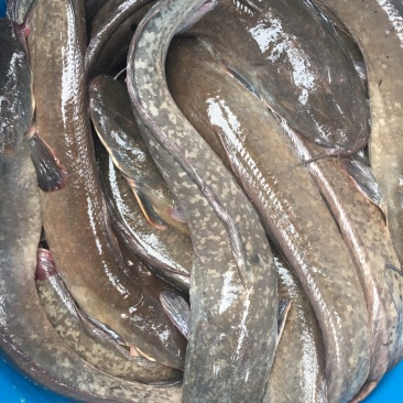 革胡子鲶鱼。自家养殖量大从优请来电***********