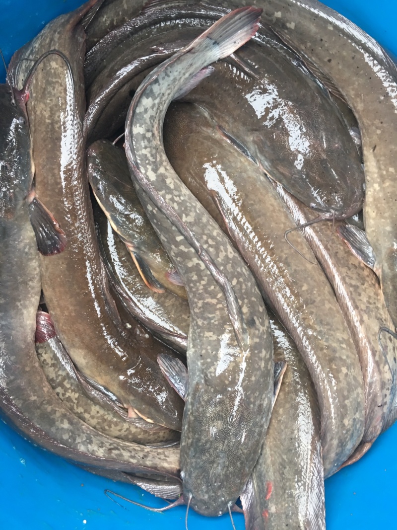 革胡子鲶鱼。自家养殖量大从优请来电***********