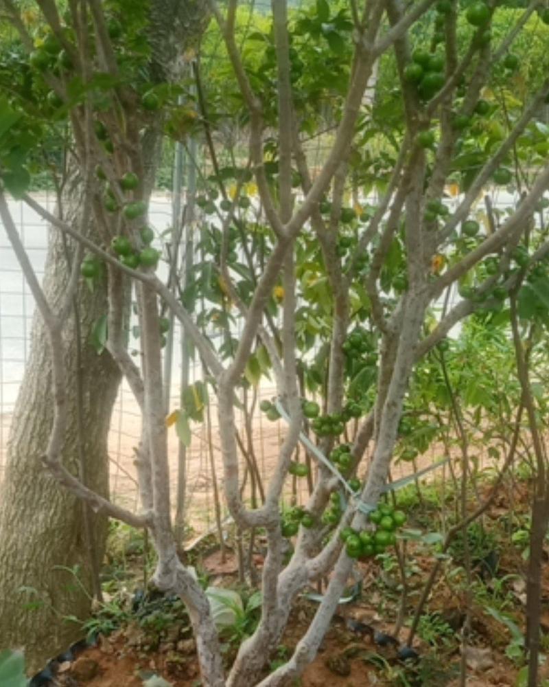 沙巴树葡萄苗，也称嘉宝果苗.美植袋的