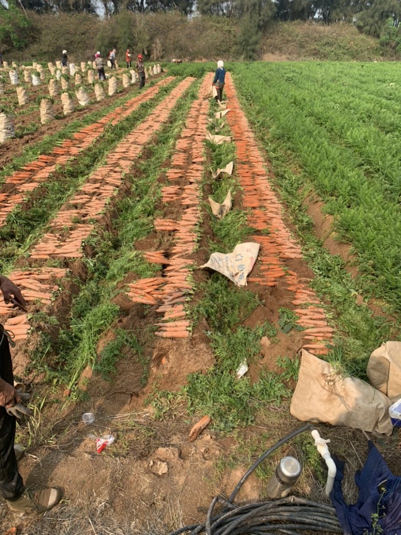 可种植水稻、西瓜、草莓地出租（土地肥沃、设备齐全、）