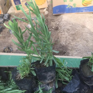 薰衣草，常年供应各类花卉苗木，产地直发，需要的老板询价