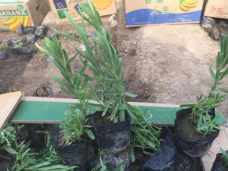 薰衣草，常年供应各类花卉苗木，产地直发，需要的老板询价