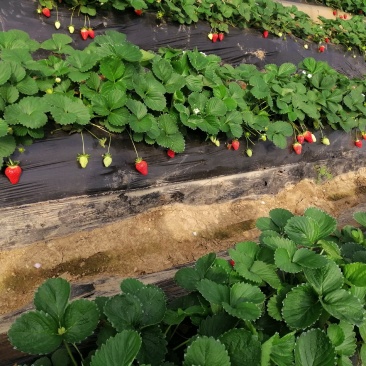 优质草莓，头茬，2号，宁玉
