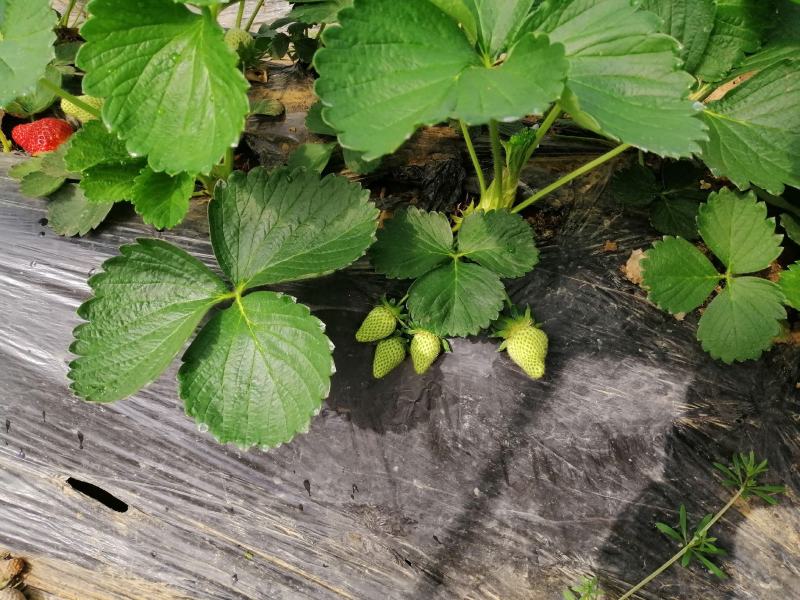 优质草莓，头茬，2号，宁玉