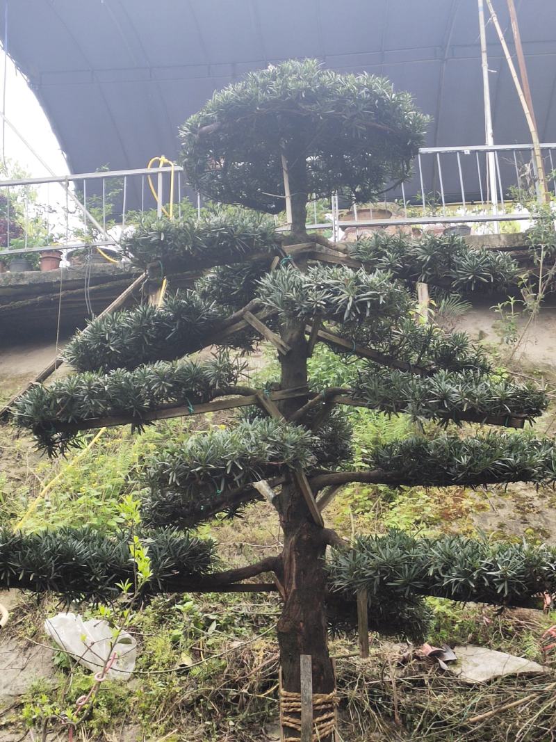 罗汉松_重庆市静观镇_自产自销，量大从优，批发价格