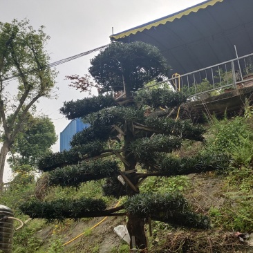 罗汉松_重庆市静观镇_自产自销，量大从优，批发价格