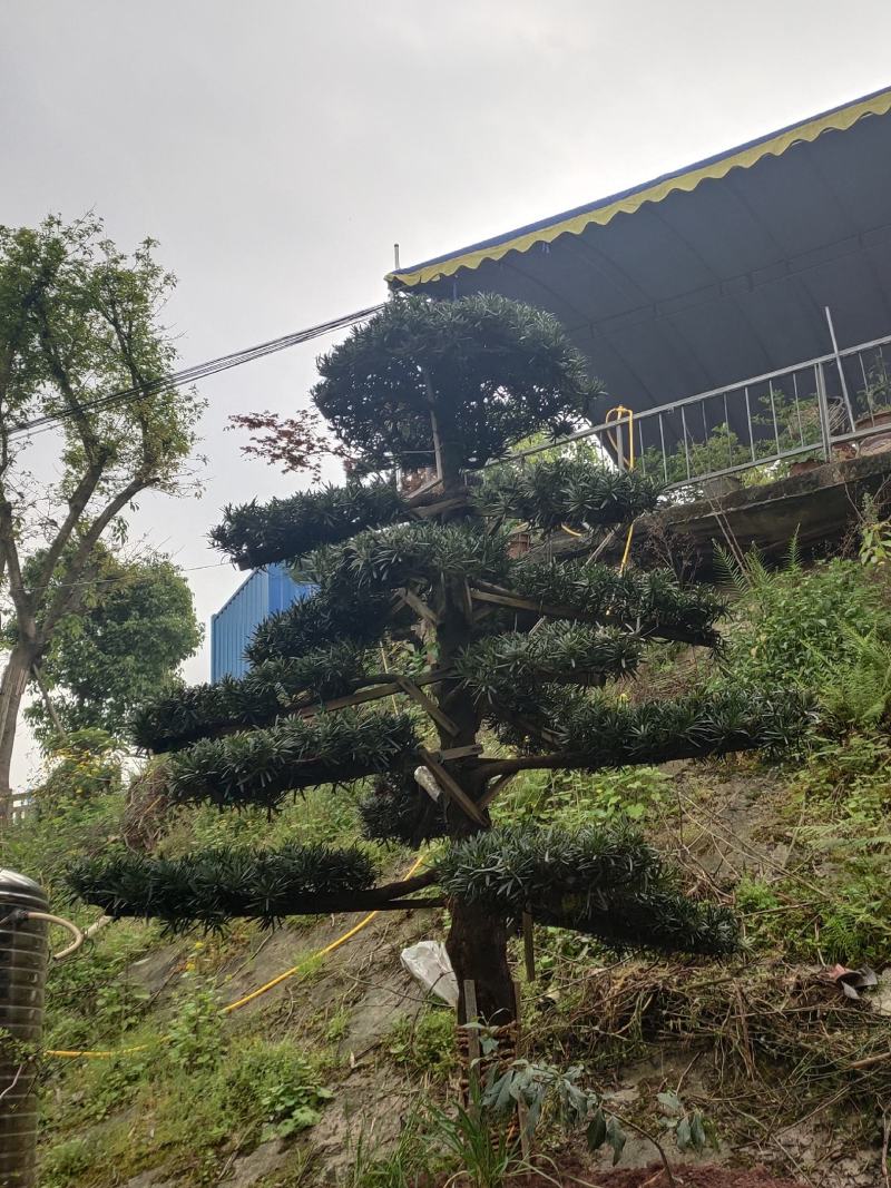 罗汉松_重庆市静观镇_自产自销，量大从优，批发价格