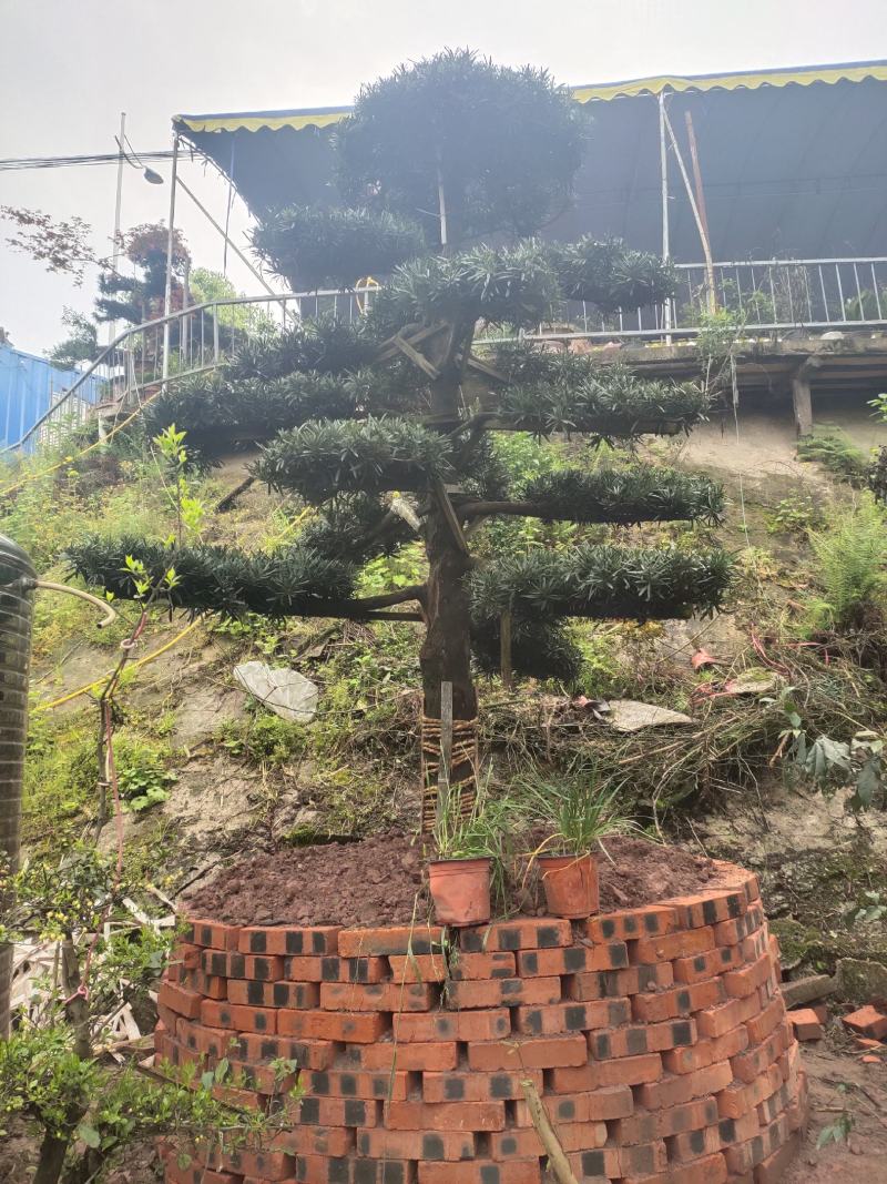 罗汉松_重庆市静观镇_自产自销，量大从优，批发价格