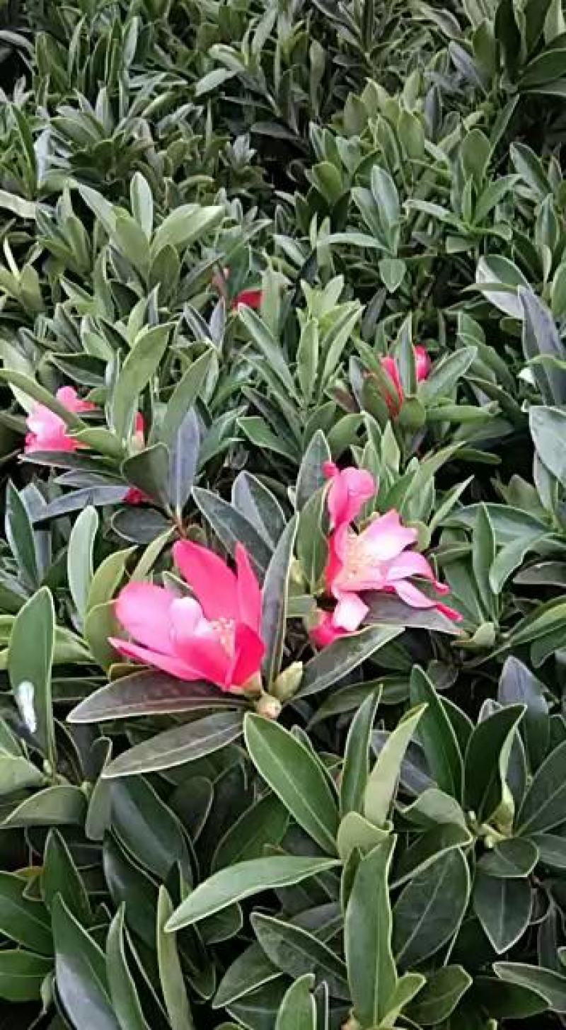 四季茶花杜鹃红山茶花