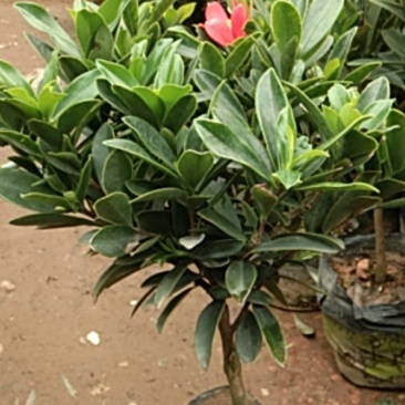 四季茶花杜鹃红山茶花