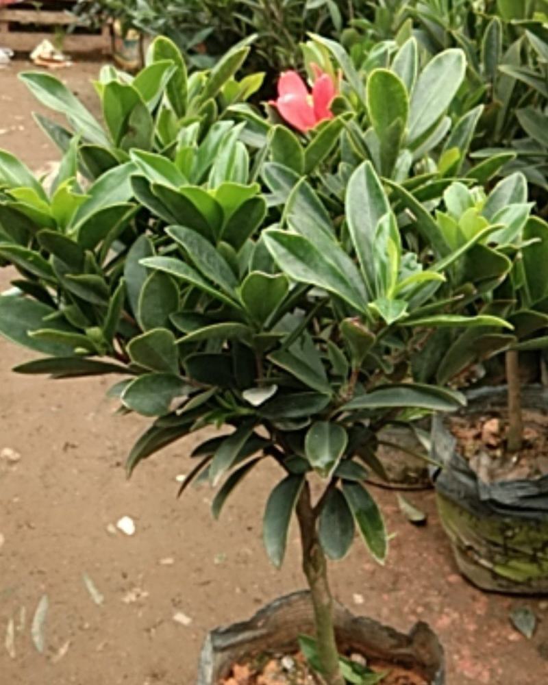 四季茶花杜鹃红山茶花
