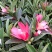 四季茶花杜鹃红山茶花