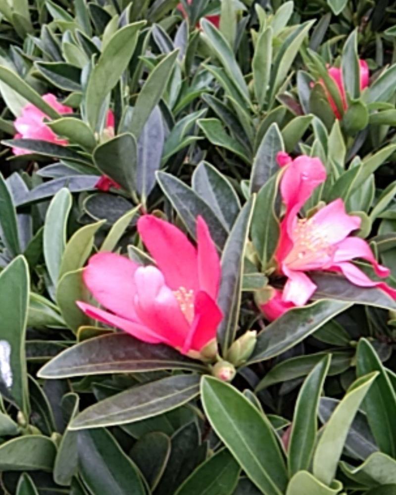 四季茶花杜鹃红山茶花