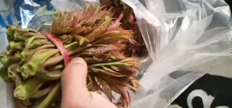 新泰市放城镇马寨子，全国各地朋友的来选购
