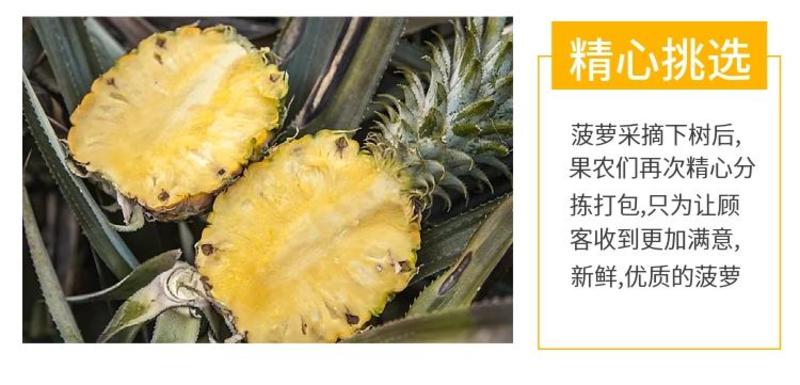 云南香水小菠萝新鲜应季水果批发整箱3/5/9斤非凤梨