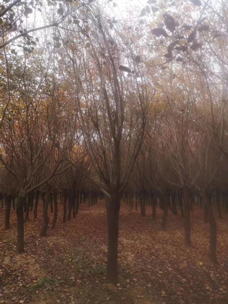 精品黄栌8～12公分量大
