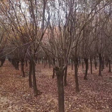 精品黄栌8～12公分量大