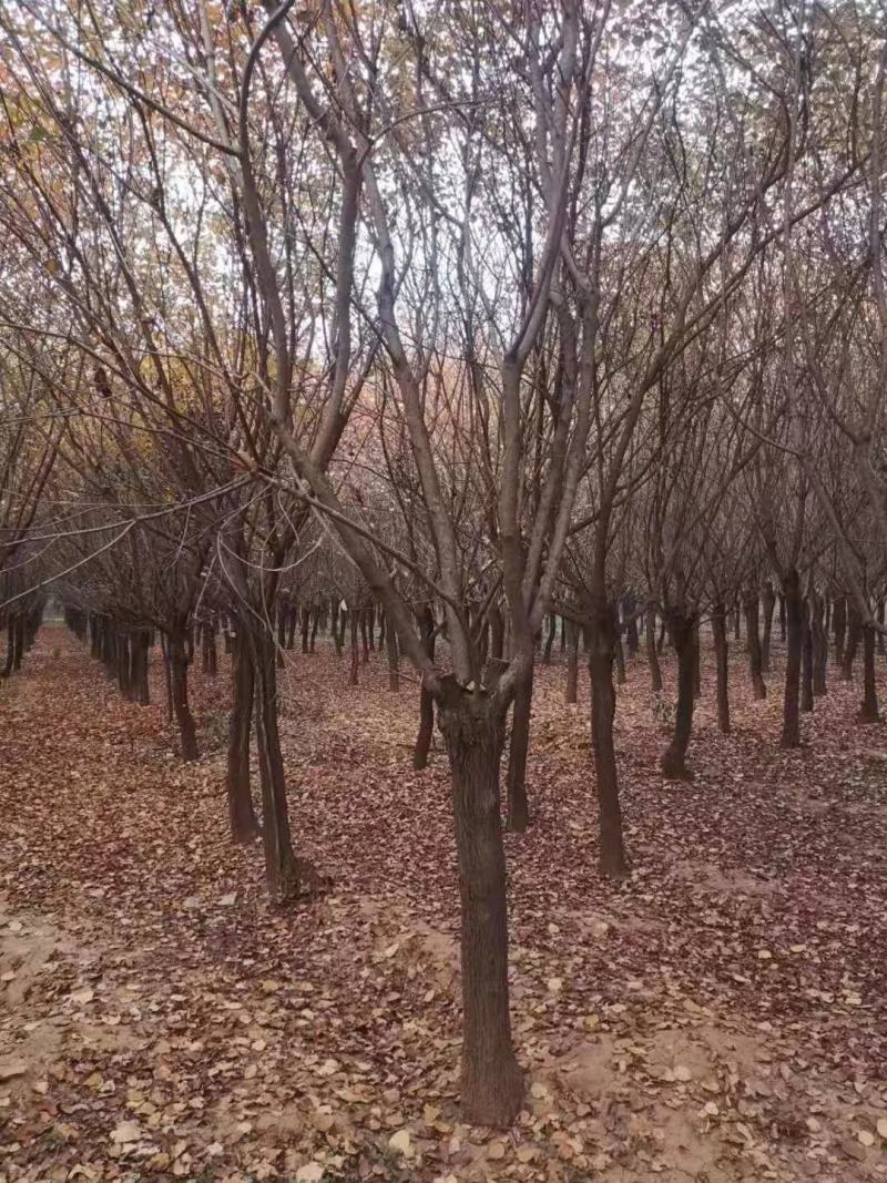 精品黄栌8～12公分量大