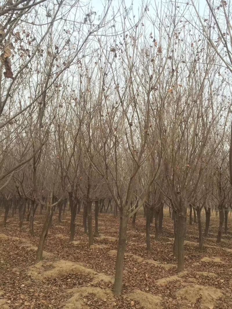 精品黄栌8～12公分量大