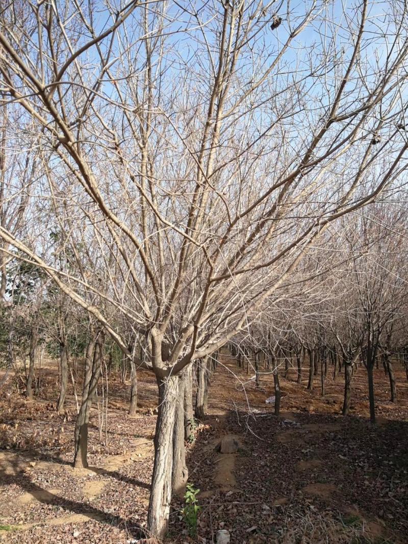 精品黄栌8～12公分量大