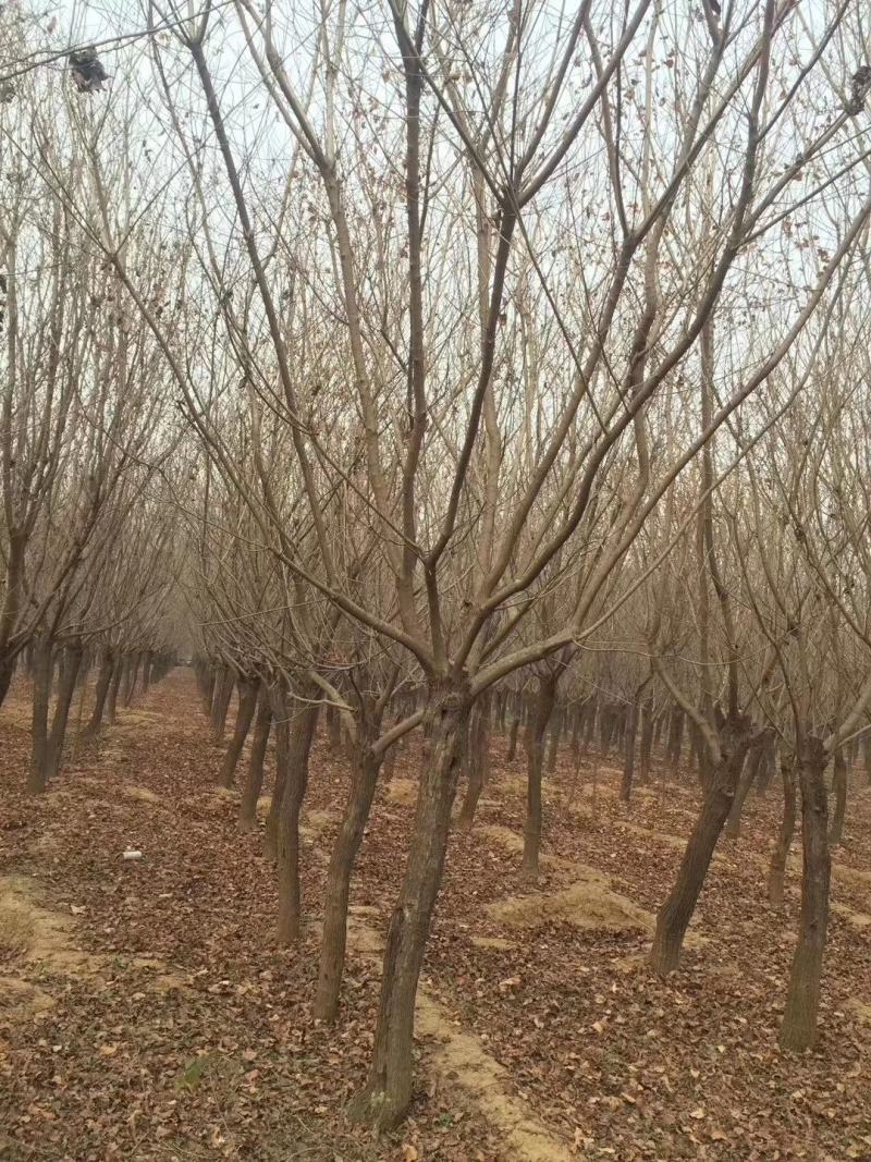 精品黄栌8～12公分量大