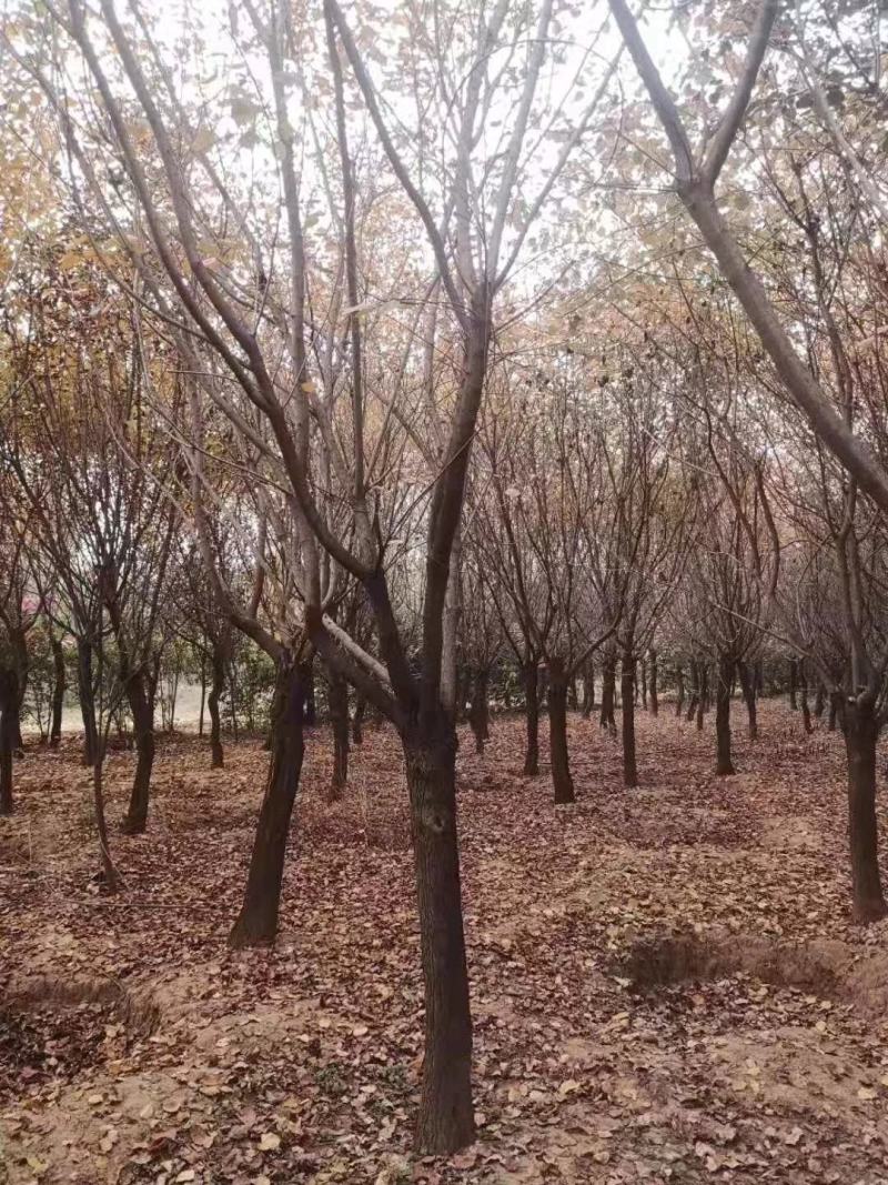 精品黄栌8～12公分量大
