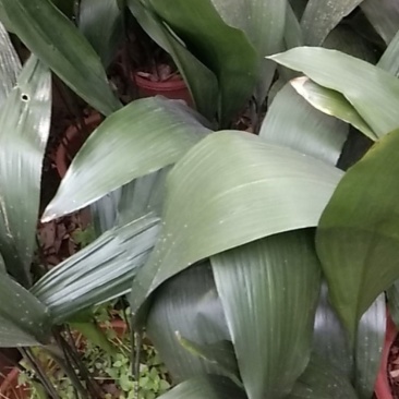 一叶兰绿化苗种苗花苗