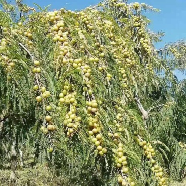 平丹二号余甘果（橄榄描）