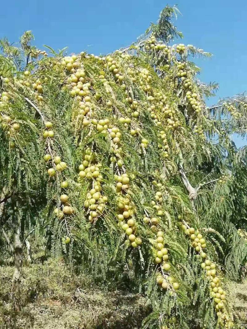 平丹二号余甘果（橄榄描）
